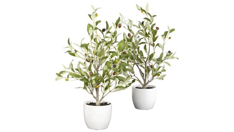 18″ Olive Silk Tree w/Vase | Rental