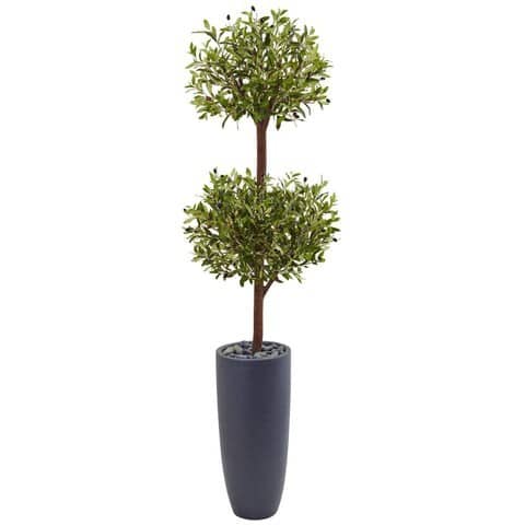 6’ Olive Double Tree in Gray Cylinder Planter | Rental