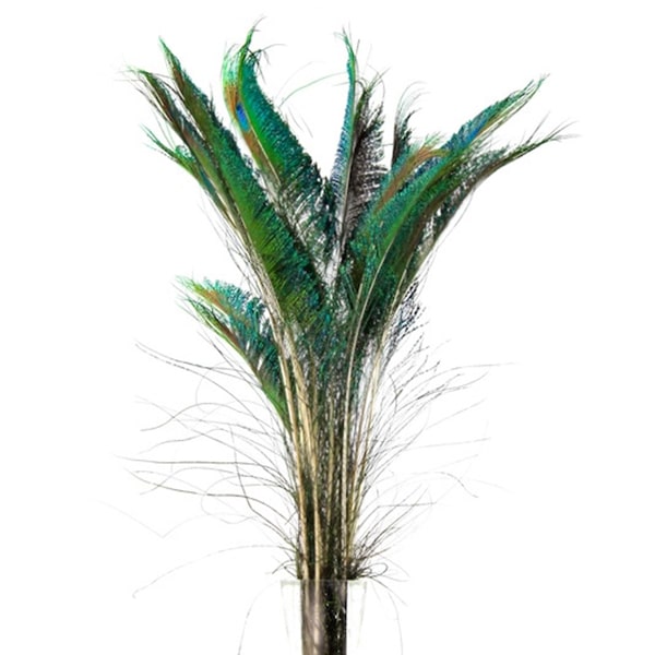 DecoStar™ Package of 10 Peacock Sword Feathers | Rental